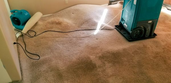 Cost of Carpet Water Extraction in Upland